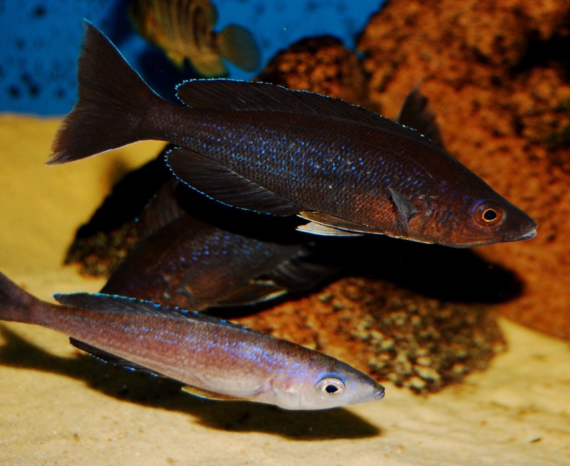 Cyprichromis microlepidotus 'Kiriza'